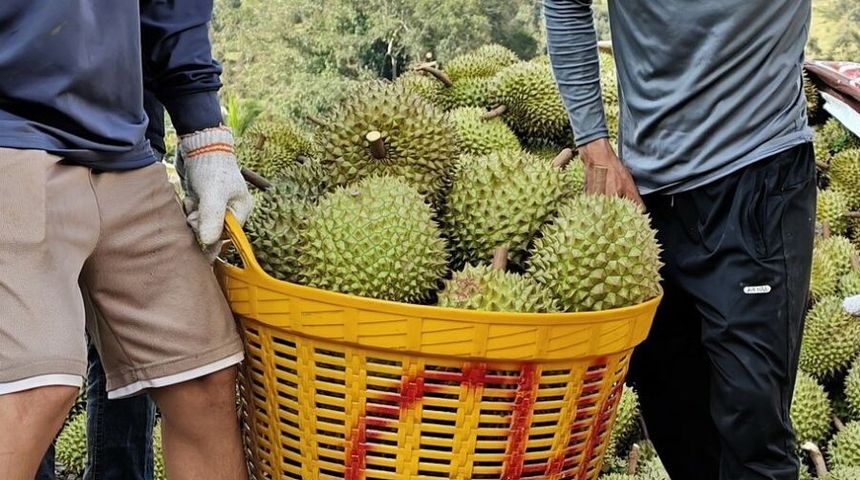 Ai có quyền yêu cầu khách mang sầu riêng rời khỏi xe buýt?