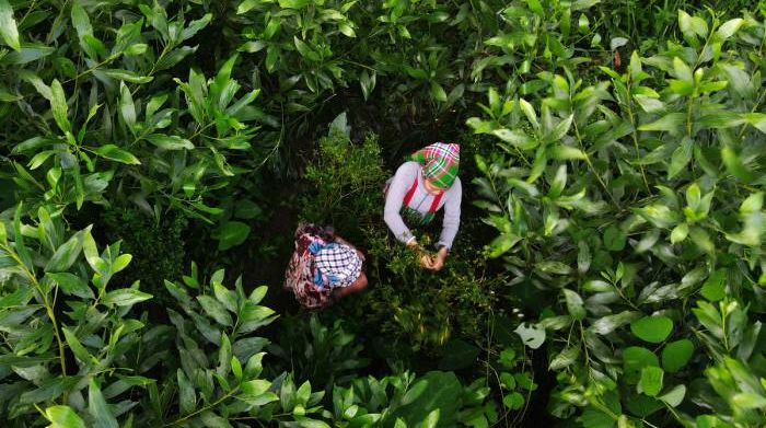 Vào rừng hái ớt mọi