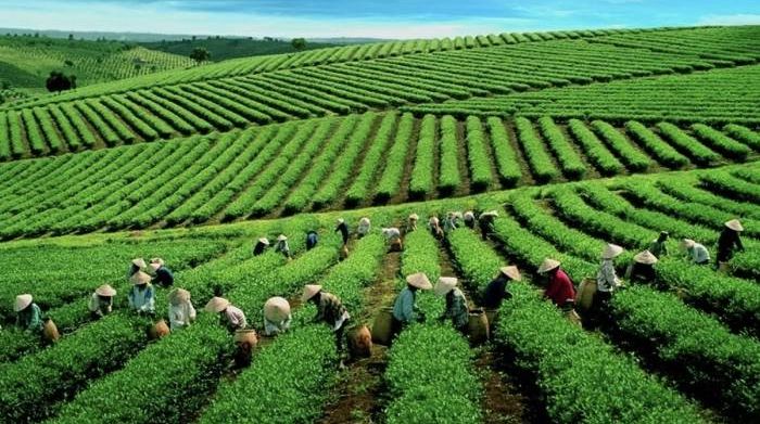 Chè Việt xuất sang Mỹ tăng giá