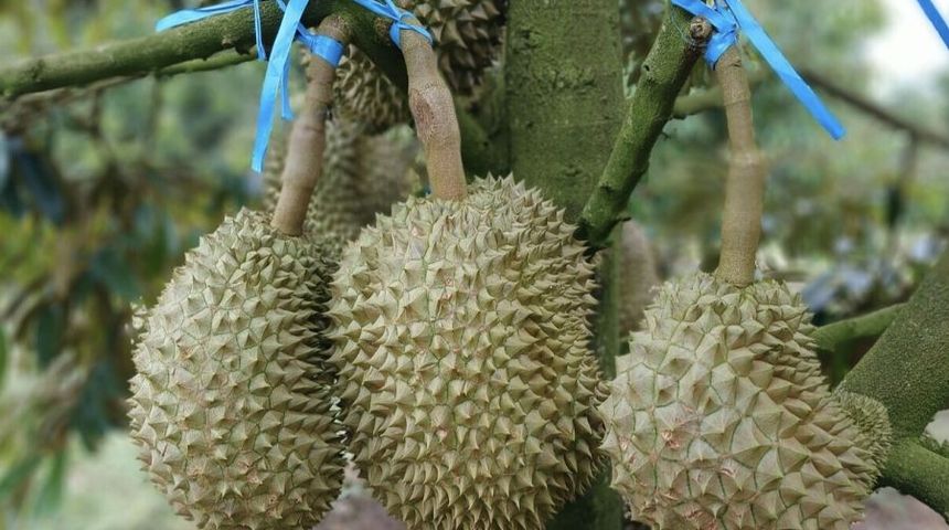 Giá sầu riêng tăng mạnh