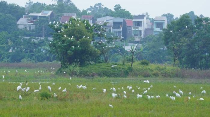 Đàn cò hàng nghìn con xuất hiện ở trung tâm TP Huế