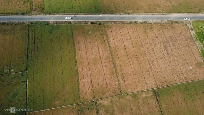 Hạn mặn gây chết lúa ở Cần Thơ năm 2024. Ảnh: Huy Phong