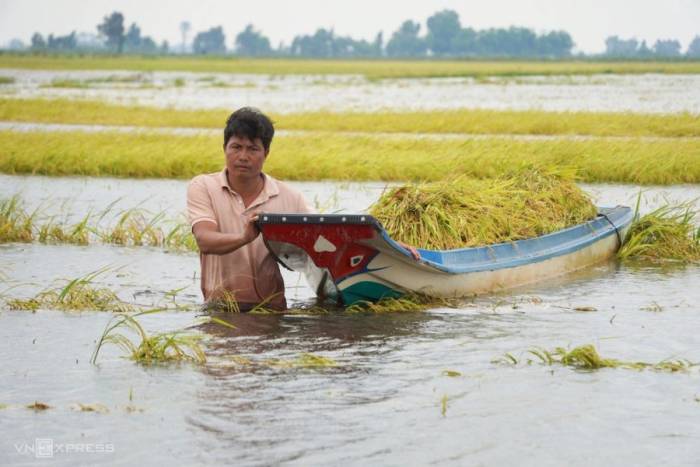 Anh Đỗ Minh Hiếu ngâm mình dưới ruộng kéo số lúa vừa gặt chạy lũ về khu vực máy tuốt. Ảnh: Hoàng Nam
