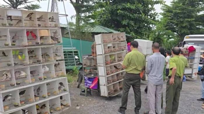 Kiểm tra 15 xe chở hơn 1.000 chim trời ở chợ phiên tự phát