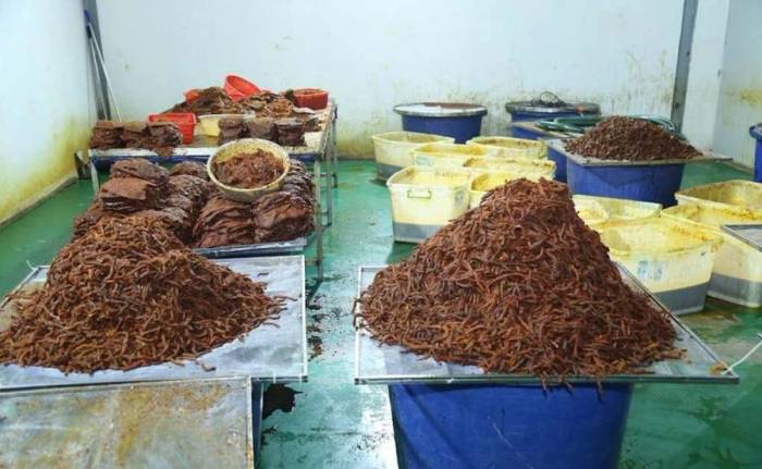 Thịt trâu được hô biến thành thịt bò khô để bán ra thị trường. Ảnh: Thái Hà