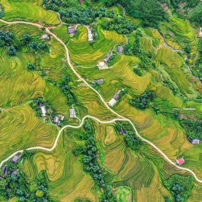 Lúa chín tại bản Tả Van (Sa Pa) đầu tháng 9/2025. Ảnh: Tuấn Đào