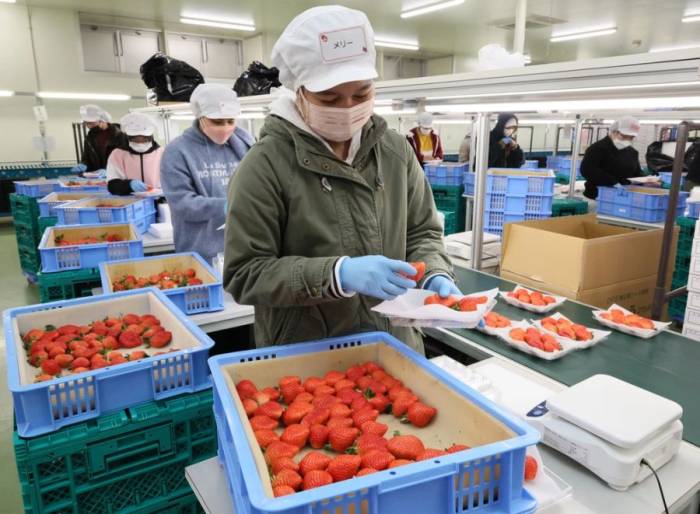 Công nhân đóng gói dâu tây tại Oki, Fukuoka, Nhật Bản vào ngày 29/1/2025. Ảnh: AFP