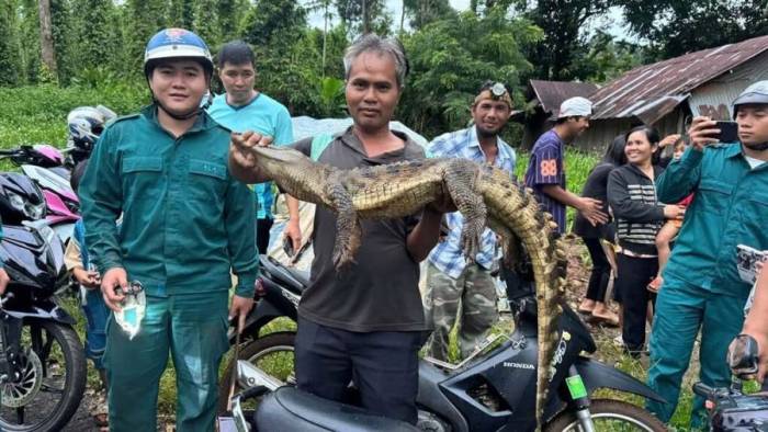 Cá sấu bị lực lượng chức năng cùng người dân bắt được. Ảnh: Thái Hà