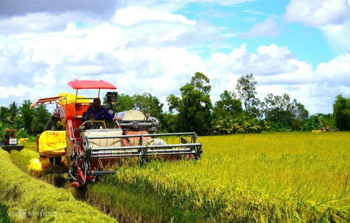 Lúa sau khi thu hoạch được doanh nghiệp bao tiêu, không lo đầu ra. Ảnh: Chúc Ly