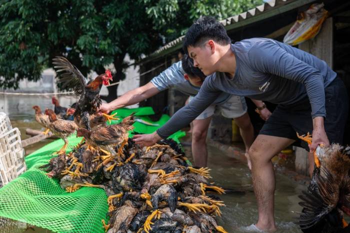 Ngập ngoại thành Hà Nội ngày 18/9. Ảnh: Thế Bằng