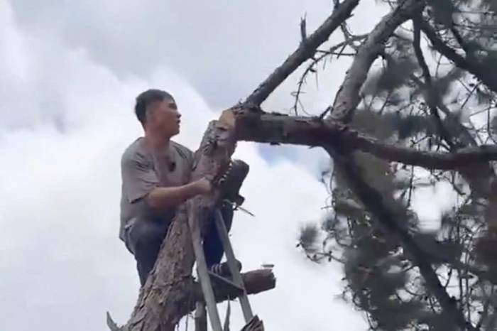 Hoàng cưa cây thông trong vườn. Ảnh: Cắt từ video