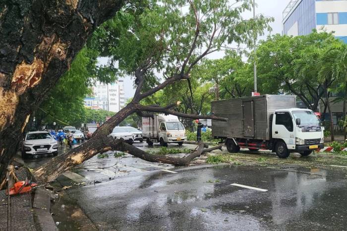 Cây lớn đổ trên đường Nguyễn Hữu Thọ, trung tâm Đà Nẵng, trưa 12/9, gây ùn tắc giao thông. Ảnh: Quỳnh Nhi