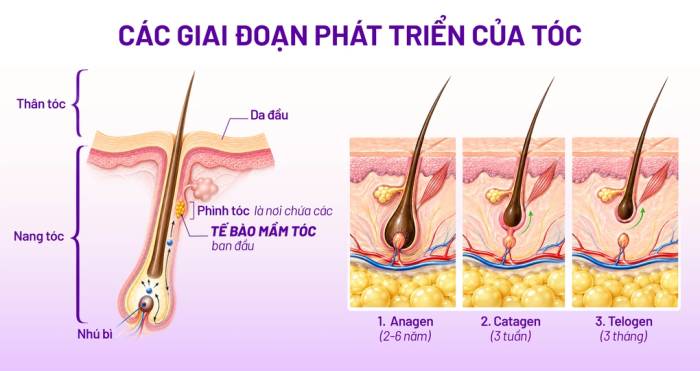 Mô tả cấu trúc của sợi tóc và các giai đoạn phát triển của tóc. Ảnh: Dược phẩm Eco