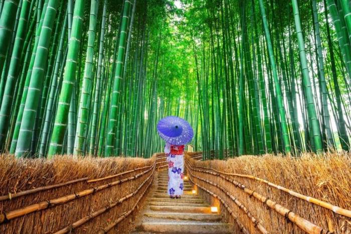 Rừng trúc Arashiyama. Ảnh: Japan Guide