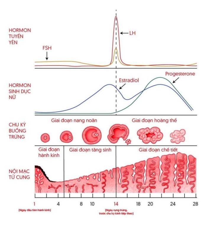 Mô tả biến động nội tiết, buồng trứng và niêm mạc tử cung trong một chu kỳ kinh nguyệt. Ảnh: Dược phẩm Eco