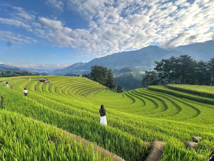 Đồi Móng Ngựa một trong những điểm ngắm lúa đẹp nhất Mù Cang Chải, chiều 20/9. Ảnh: A Cháy