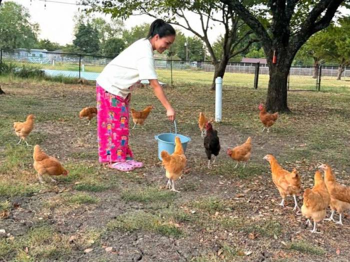 Hồng Ngọc chăm đàn gà trong vườn. Ảnh: Nhân vật cung cấp
