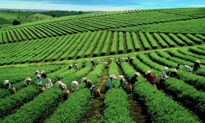 Nông dân thu hoạch chè ở Lâm Đồng. Ảnh: Vitas
