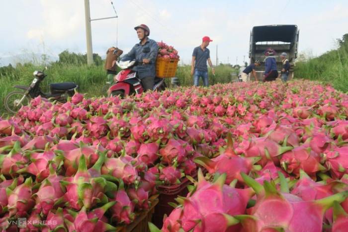 Thu hoạch thanh long ở Bình Thuận (cũ). Ảnh: Việt Quốc