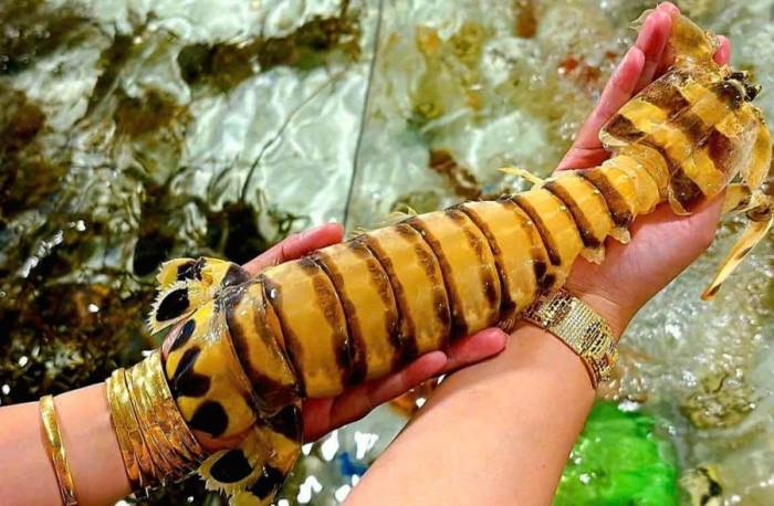 Con tôm tích loại 3 con một kg tại cửa hàng tại thành phố Thủ Đức. Ảnh: Lê Thị Lân