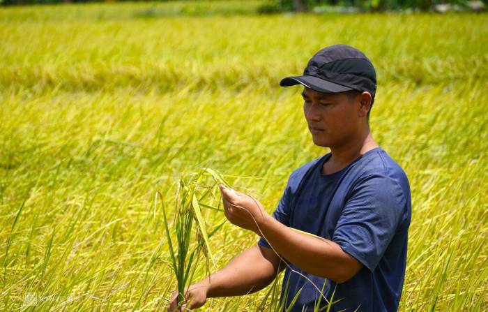 Anh Huỳnh Vũ Ca kiểm tra hạt lúa chuẩn bị thu hoạch. Ảnh: Chúc Ly