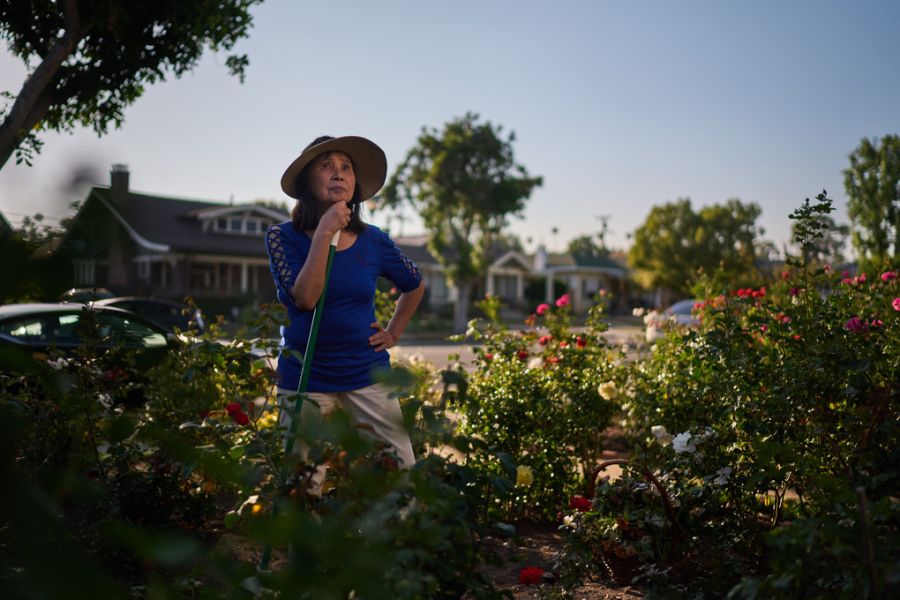 Alice Lin nghỉ tay khi chăm sóc vườn hoa hồng tại Alhambra, California, hôm 9/5. Bà đã đấu tranh để lấy lại một phần trong số 720.000 USD tiền tiết kiệm cả đời của hai vợ chồng. Ảnh: AP