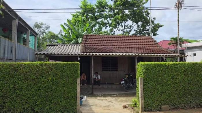 Video: Làm hàng rào bằng cây chè tàu