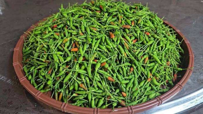 Vào rừng hái ớt chim phát tán