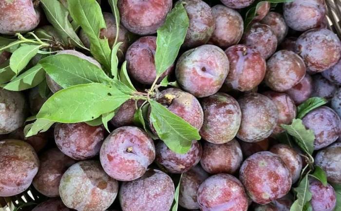 Quả mận giàu chất xơ giúp giảm táo bón. Ảnh: Anh Chi