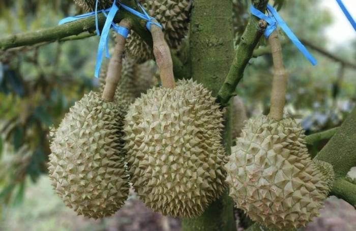 Vườn sầu riêng tại Tây Nguyên. Ảnh: Thi Hà