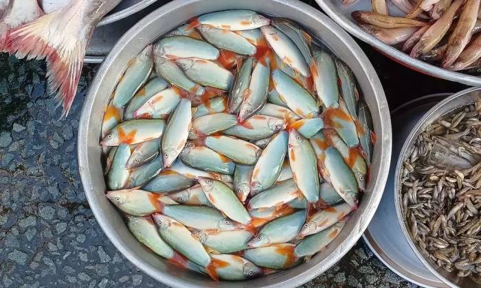 Cá heo nước ngọt bán tại chợ ở TP HCM. Ảnh: Thi Hà