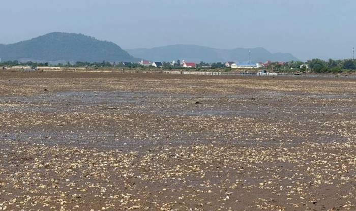 Ngao chết trắng bãi triều ven biển ở phường Ngọc Sơn. Ảnh: Lam Sơn
