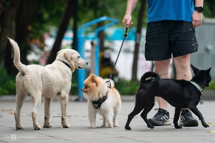 Chó thả rông, không rọ mõm ở công viên. Ảnh: Hoàng Giang