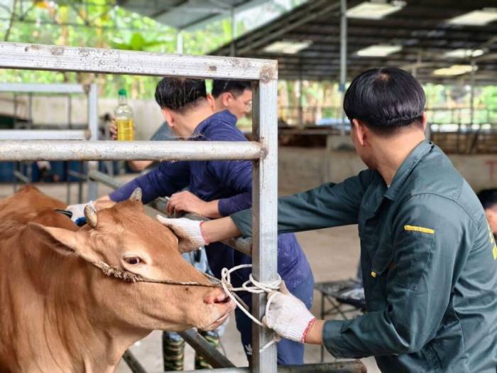 Bò H’Mông tại Hà Giang, tỉnh Tuyên Quang. Ảnh: Sở Nông nghiệp và Môi trường Tuyên Quang