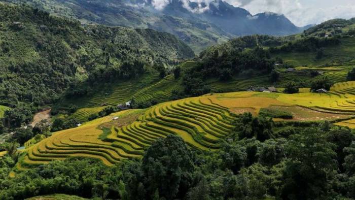 Lúa chín ở bản Ý Linh Hồ, giữa tháng 8. Ảnh: Cu Tý Tây Bắc