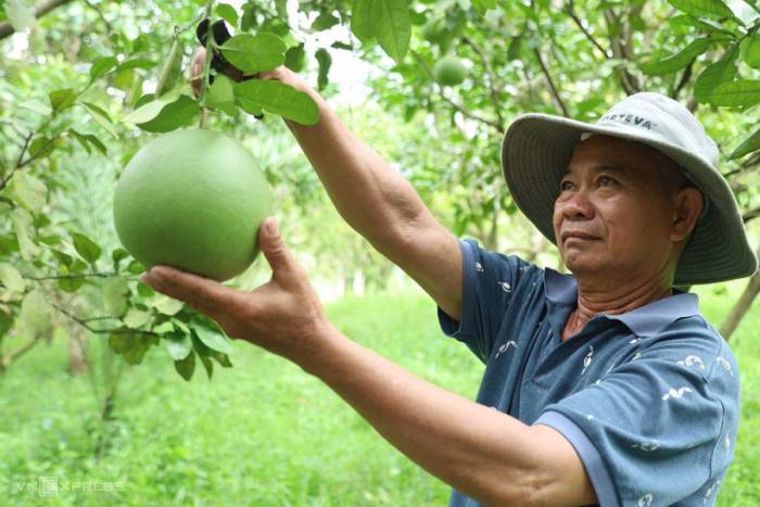 Ông Trần Văn Biển thu hoạch bưởi da xanh. Ảnh: Trần Hóa