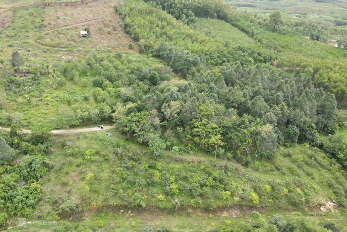 Khu vườn sim và cây ăn quả rộng 3,5 ha của ông Trần Văn Biển. Ảnh: Trần Hóa