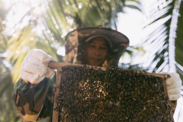 Sheraton Bee Farm cho phép khách lưu trú tìm hiểu quy trình nuôi ong. Ảnh: Sheraton Phu Quoc Long Beach Resort