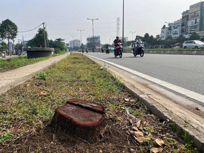 Một cây được đốn hạ để phục vụ dự án Vành đai 2 TP HCM. Ảnh: Hạ Giang