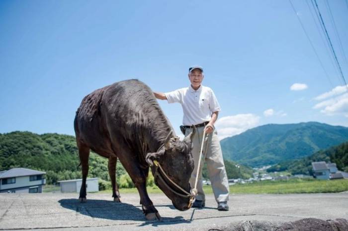Ông Tochigi bên cạnh con bò Matsusaka. Ảnh: Otonamie