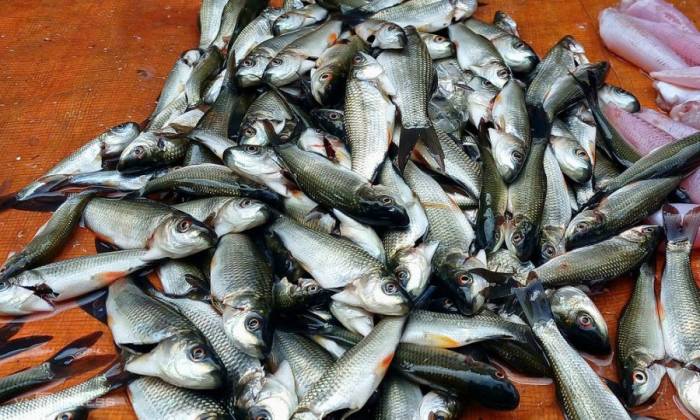Cá linh được bán tại chợ Hoàng Mai, phường An Hội Đông, TP HCM với giá 100.000 đồng một kg. Ảnh: Thi Hà