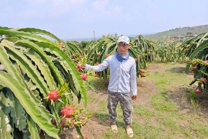 Anh Nguyễn Sỹ bên vườn thanh long sắp thu hoạch. Ảnh: Việt Quốc