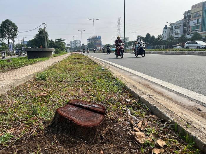 Một cây được đốn hạ để phục vụ dự án Vành đai 2 TP HCM. Ảnh: Hạ Giang