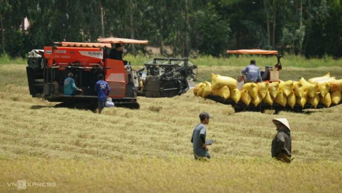 Nông dân tỉnh An Giang thu hoạch lúa hè thu. Ảnh: Ngọc Tài