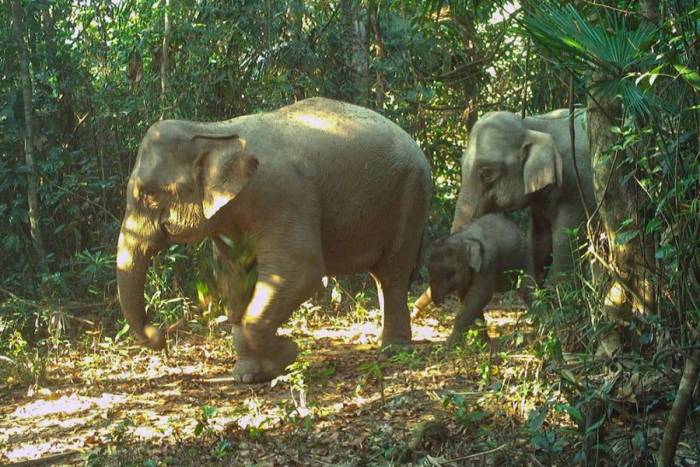Trong số đàn voi có voi con khoảng 2 tuổi. Ảnh: Ban Quản lý rừng