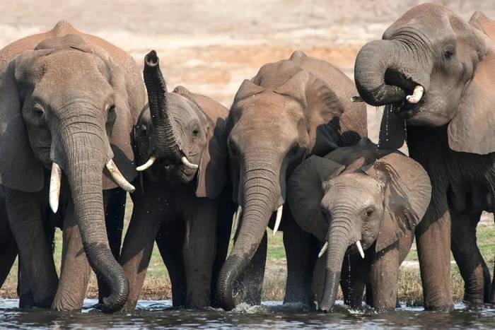 Botswana xẻ thịt 25 con voi làm tiệc mừng 60 năm ngày độc lập