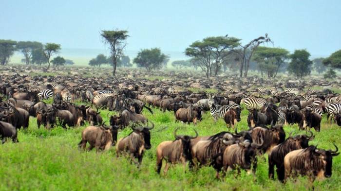Safari Serengeti  ở Tanzania. Ảnh: Tanzania Safari