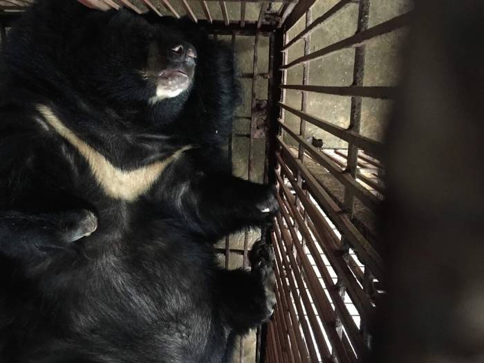 Gấu bị nuôi nhốt ở Phúc Thọ. Ảnh: ENV