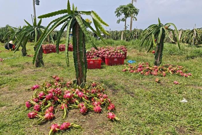 Hàng dạt bỏ tại một vườn thanh long ở xã Tân Thành, ngày 15/9. Ảnh: Việt Quốc