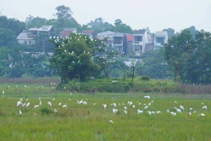 Một góc cánh đồng Bàu Vá, chiều 7/10. Ảnh: Nhật Ánh